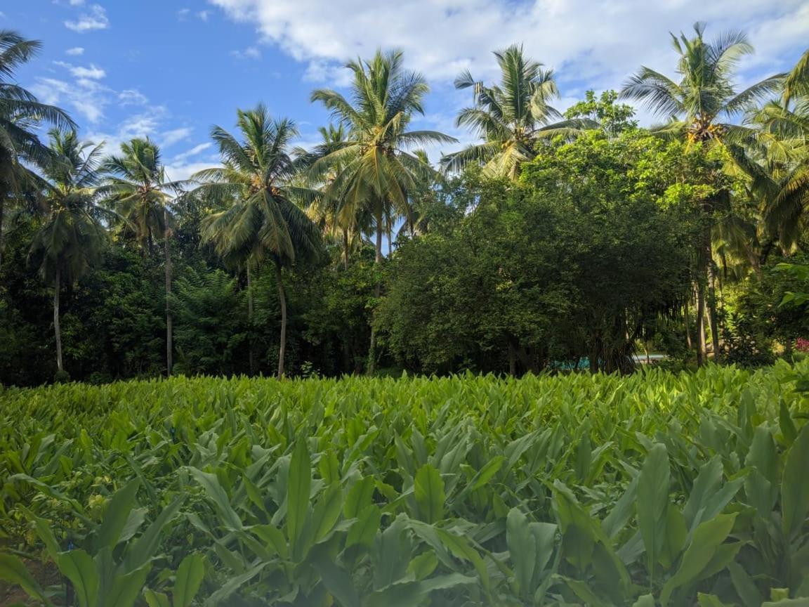 Soba Lanka Holiday Resort Melsiripura Esterno foto