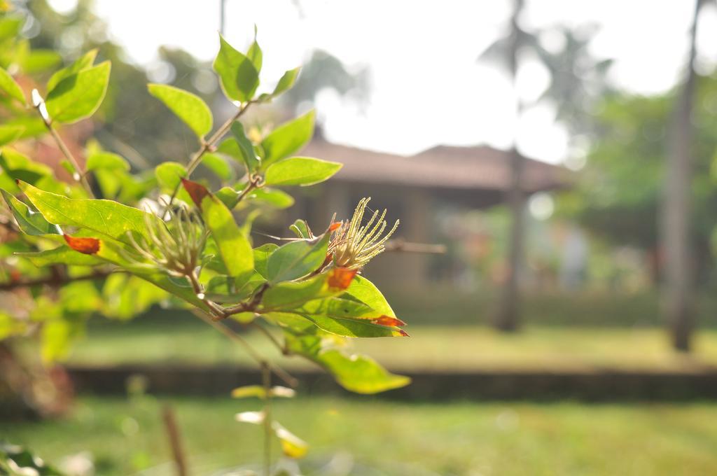 Soba Lanka Holiday Resort Melsiripura Esterno foto