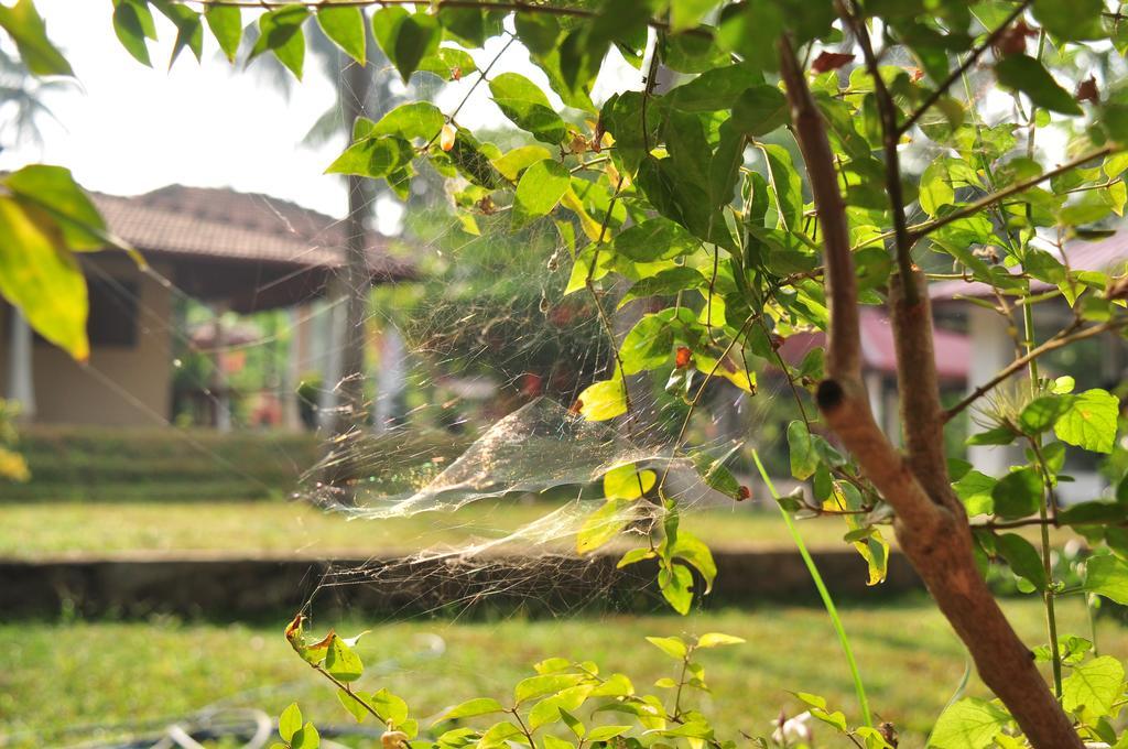 Soba Lanka Holiday Resort Melsiripura Esterno foto